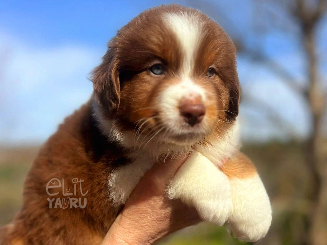 Miniature American Shepherd Odin 2