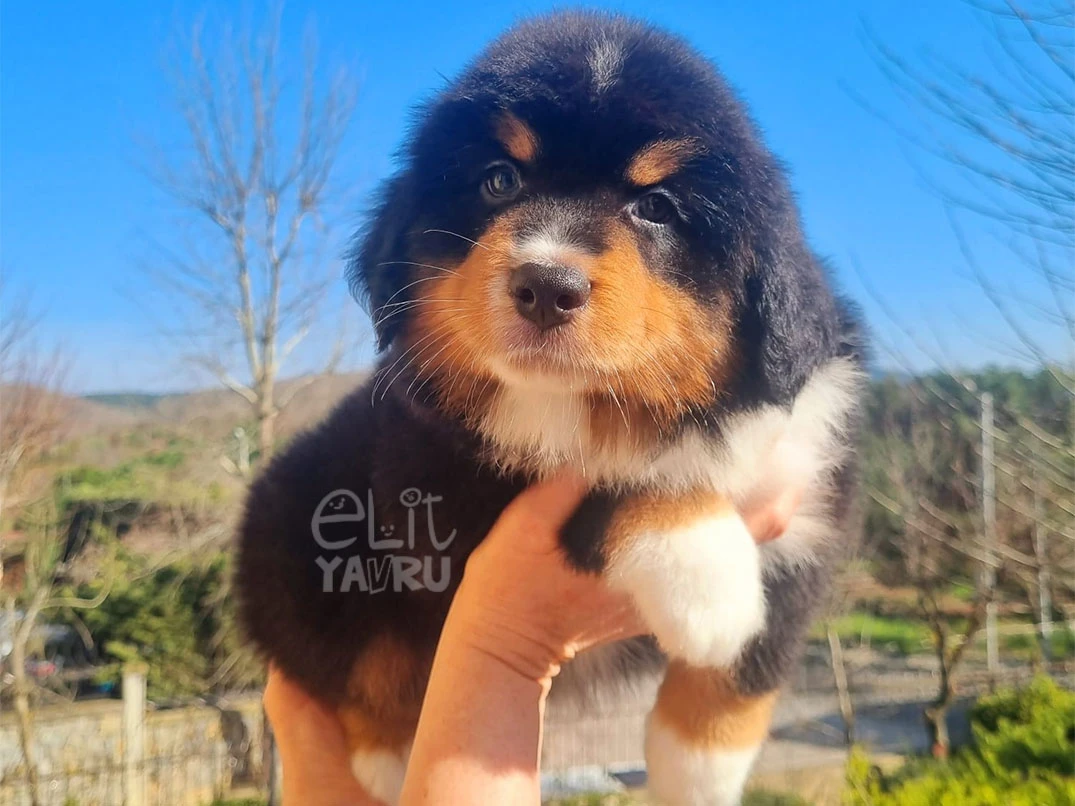 Miniature American Shepherd Teo