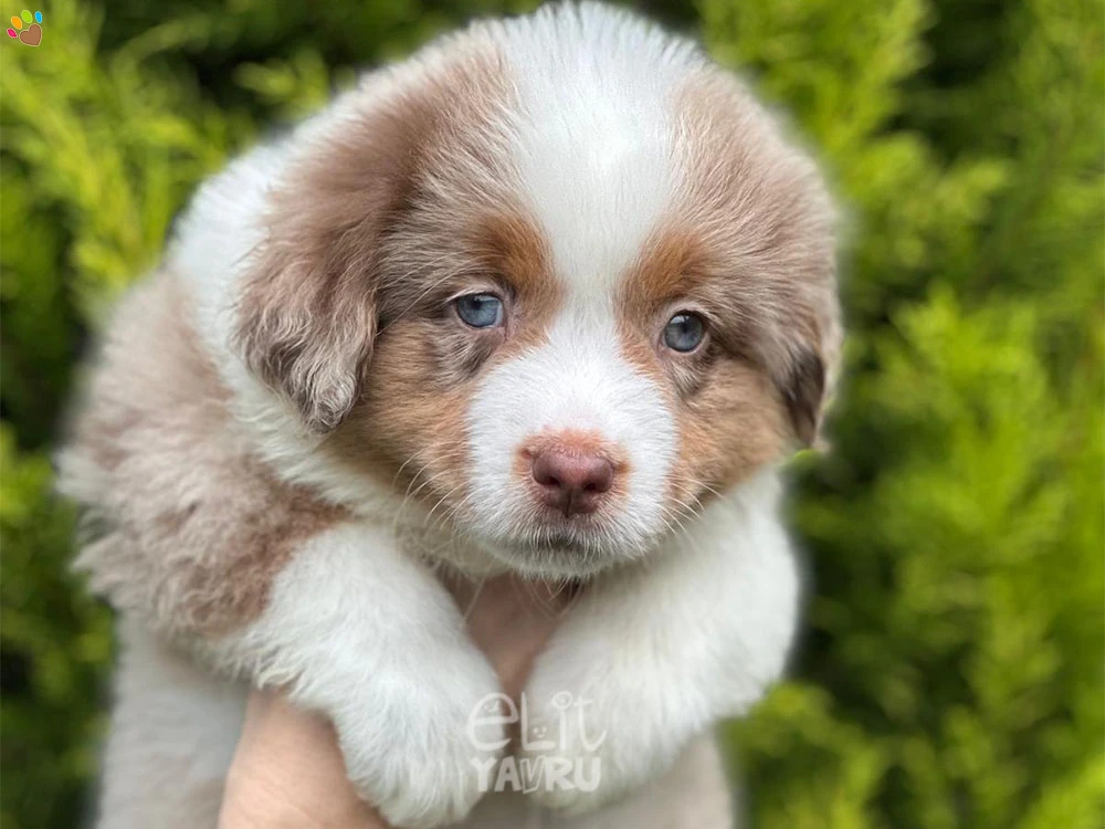 Miniature American Shepherd Mindy 3