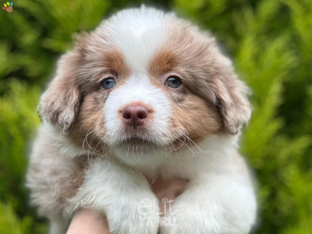Miniature American Shepherd Mindy 1
