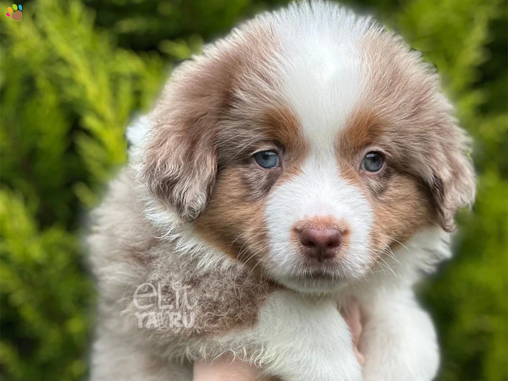 Miniature American Shepherd Mindy