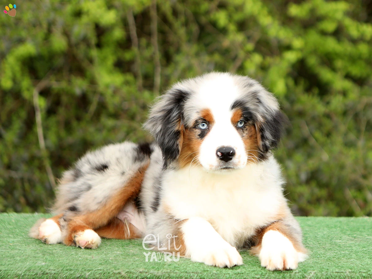 Miniature American Shepherd Nico
