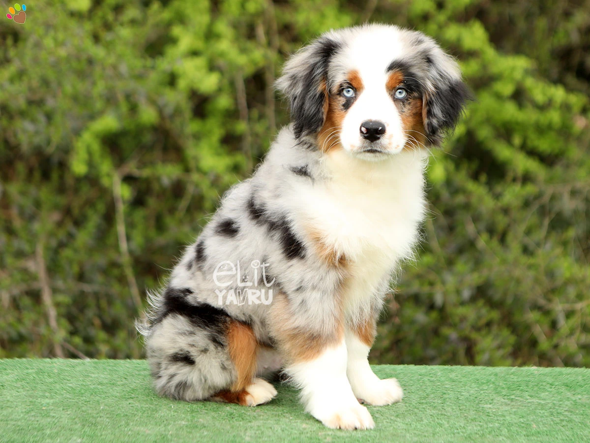 Miniature American Shepherd Nico 2
