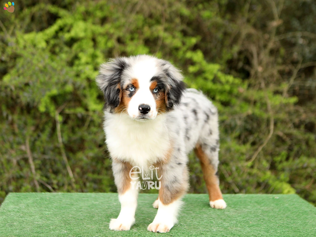 Miniature American Shepherd Nico 1