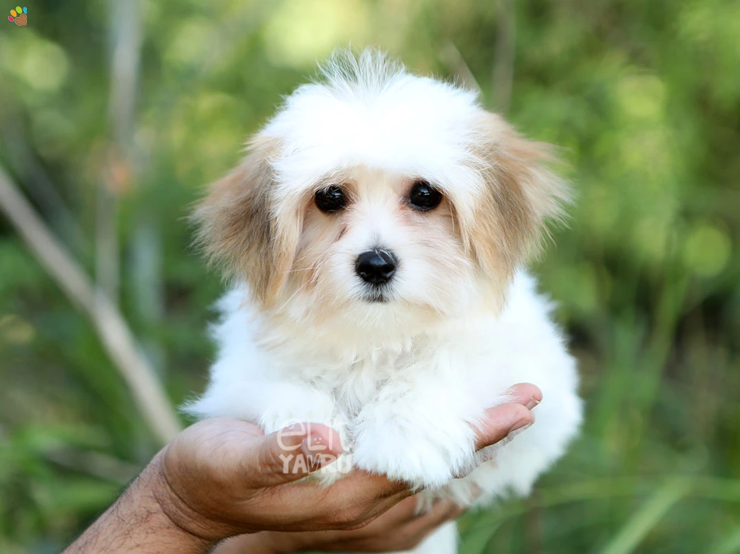 Morkie Bella 1