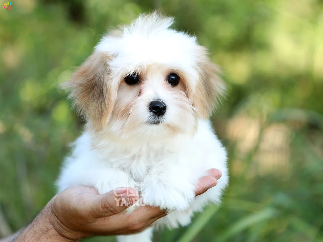 Morkie Bella
