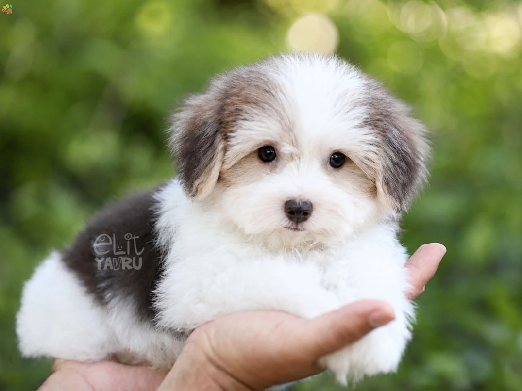 Morkie Bobo
