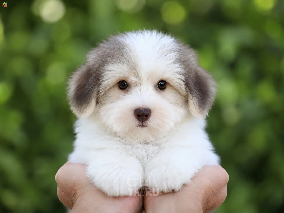 Morkie Bobo 2