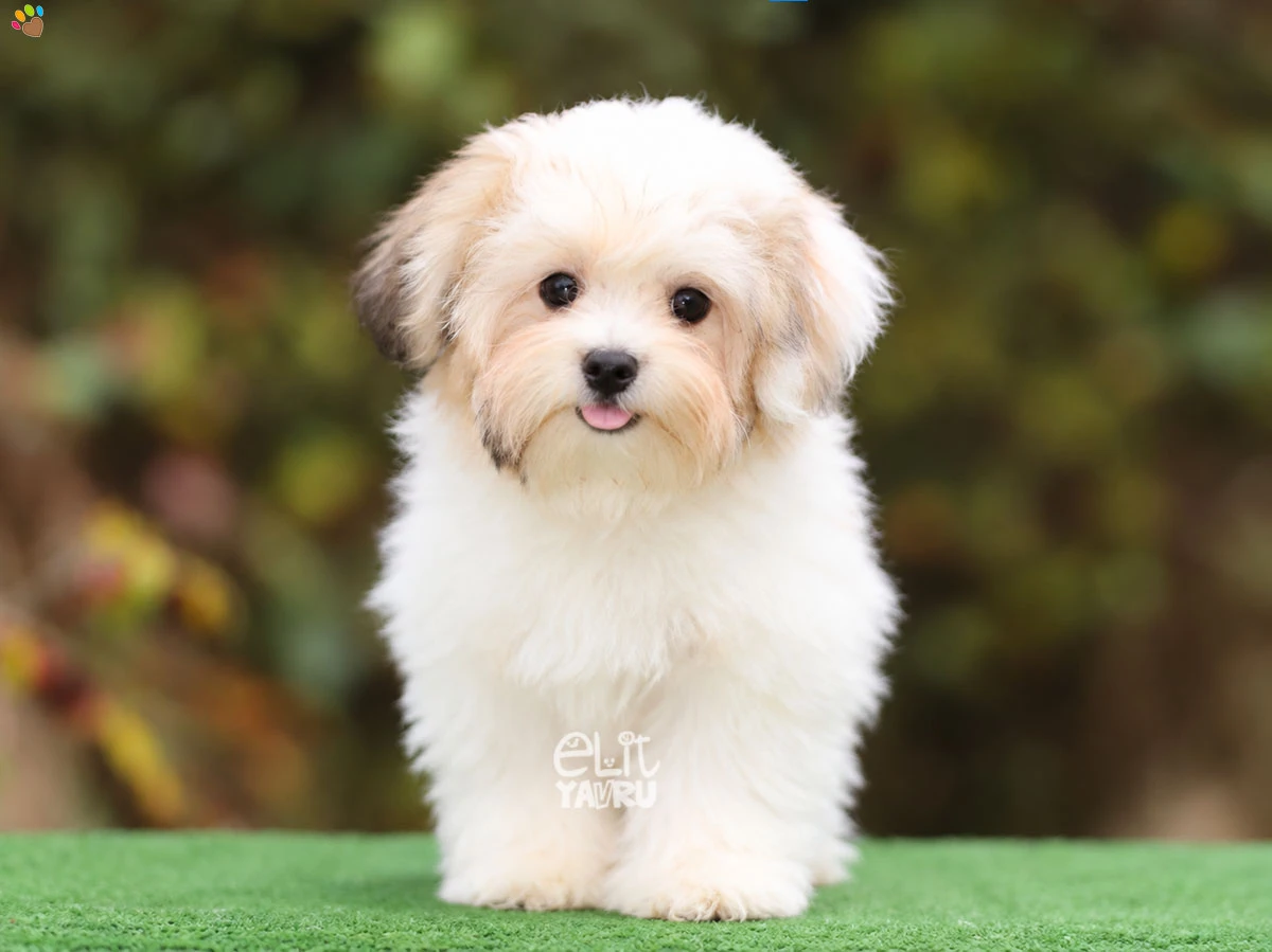 Morkie Cookie 1