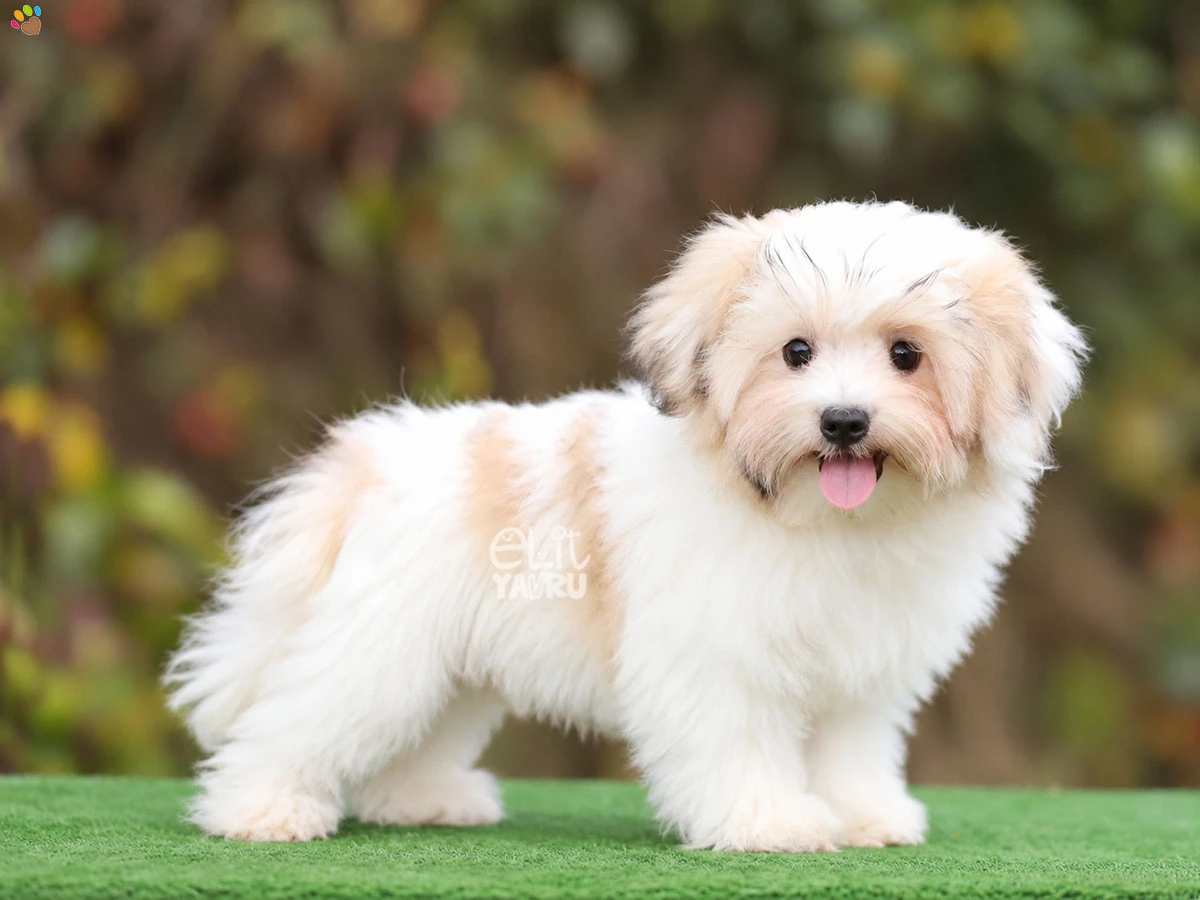 Morkie Cookie 2