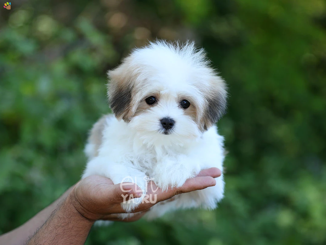 Morkie Daisy 4