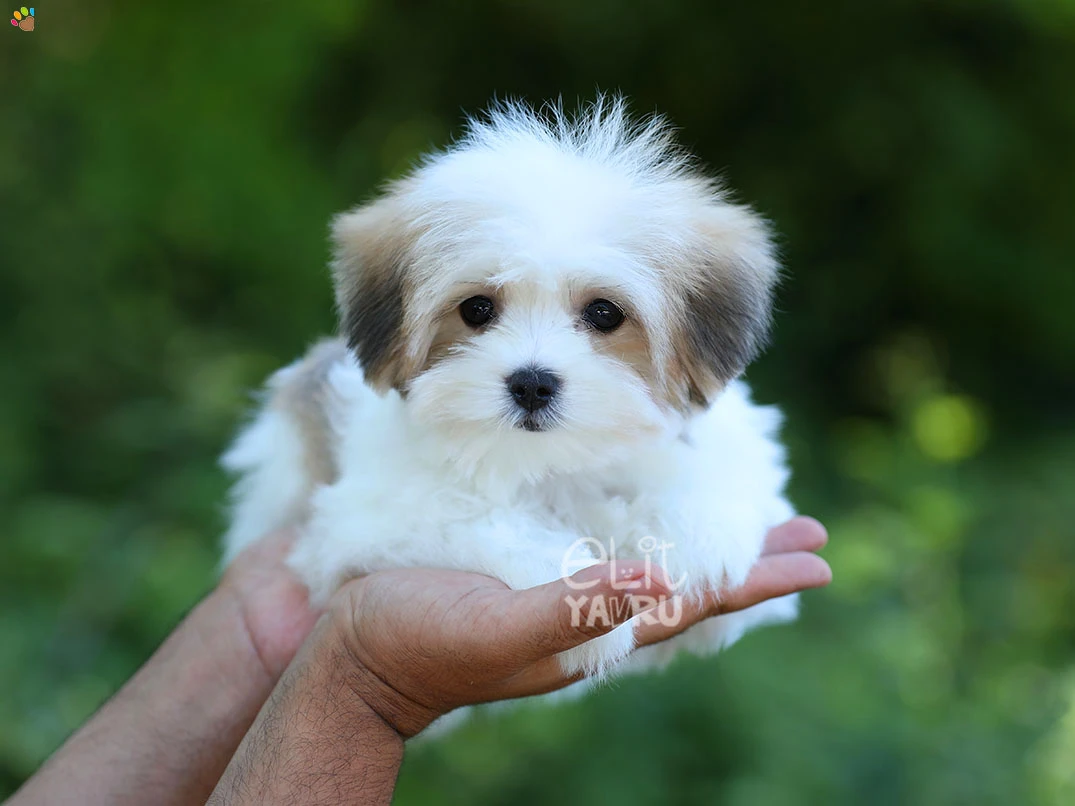 Morkie Daisy