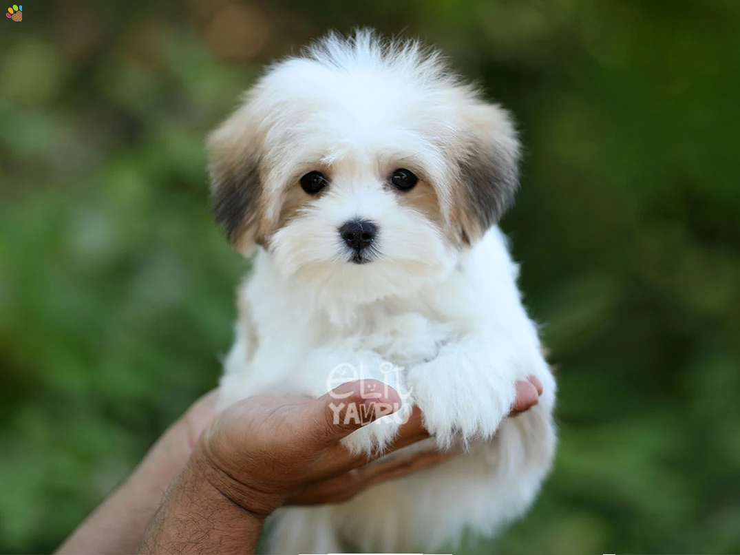Morkie Daisy 2