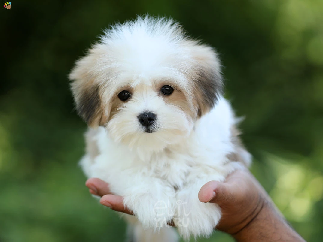 Morkie Daisy 3