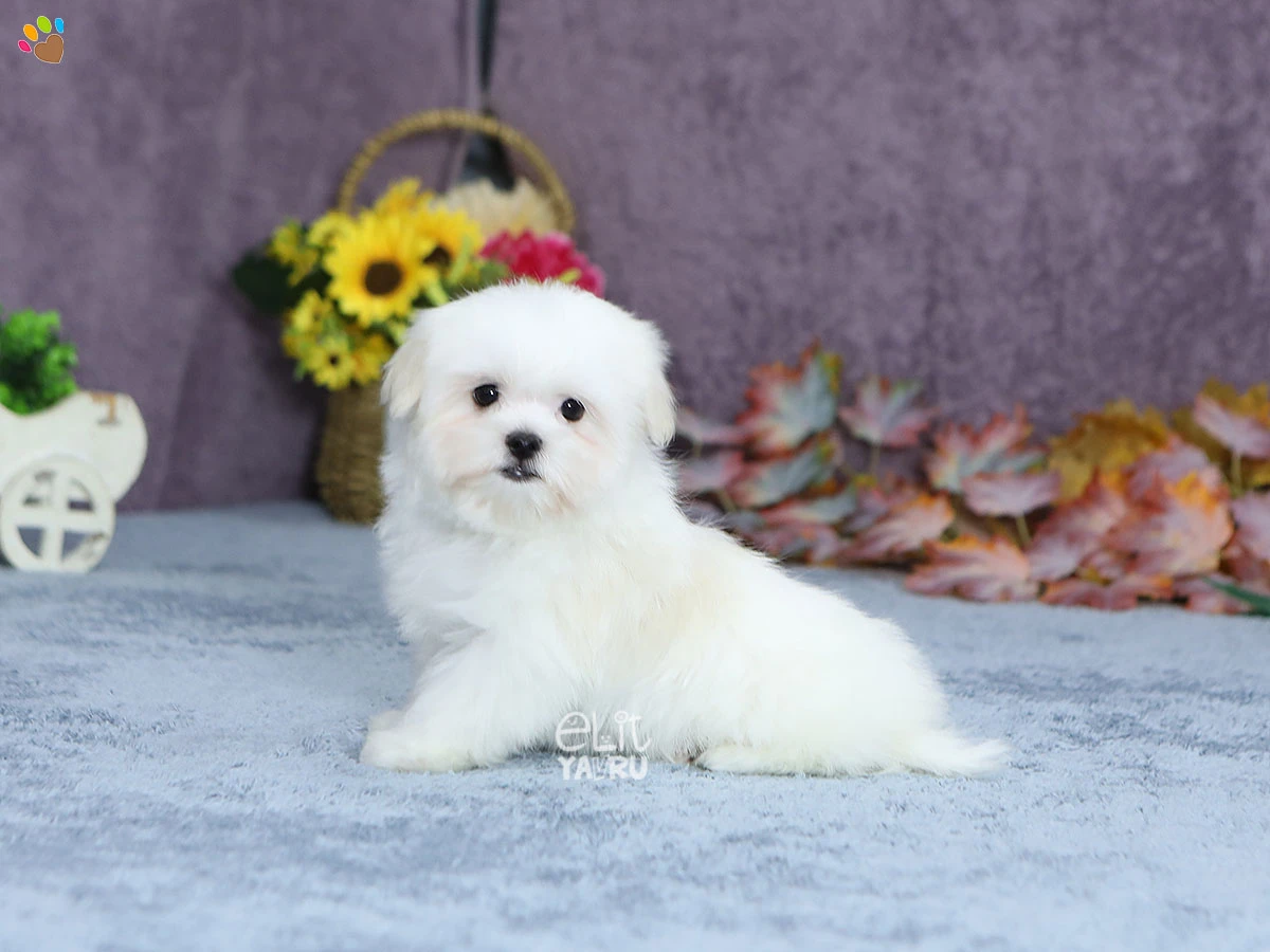 Morkie Diego 1