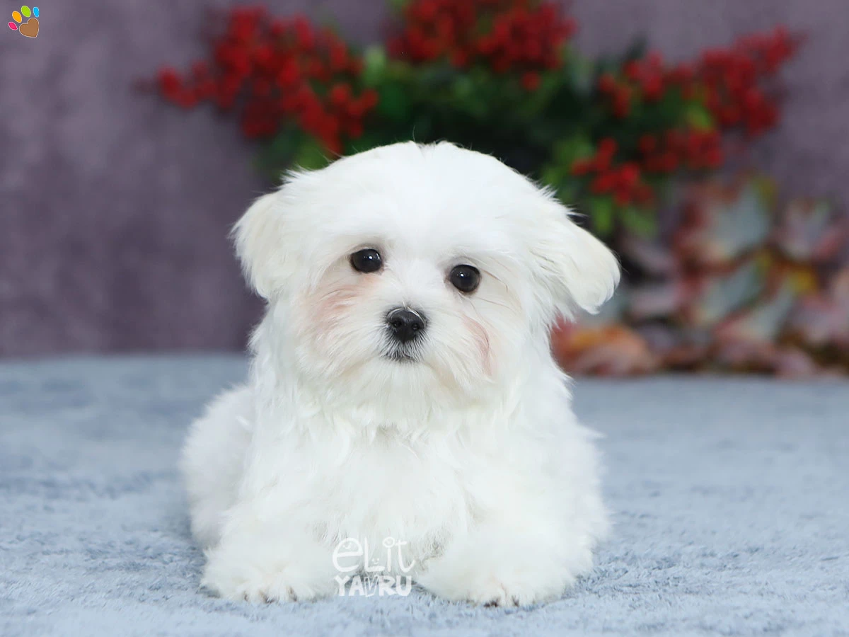 Morkie Dino