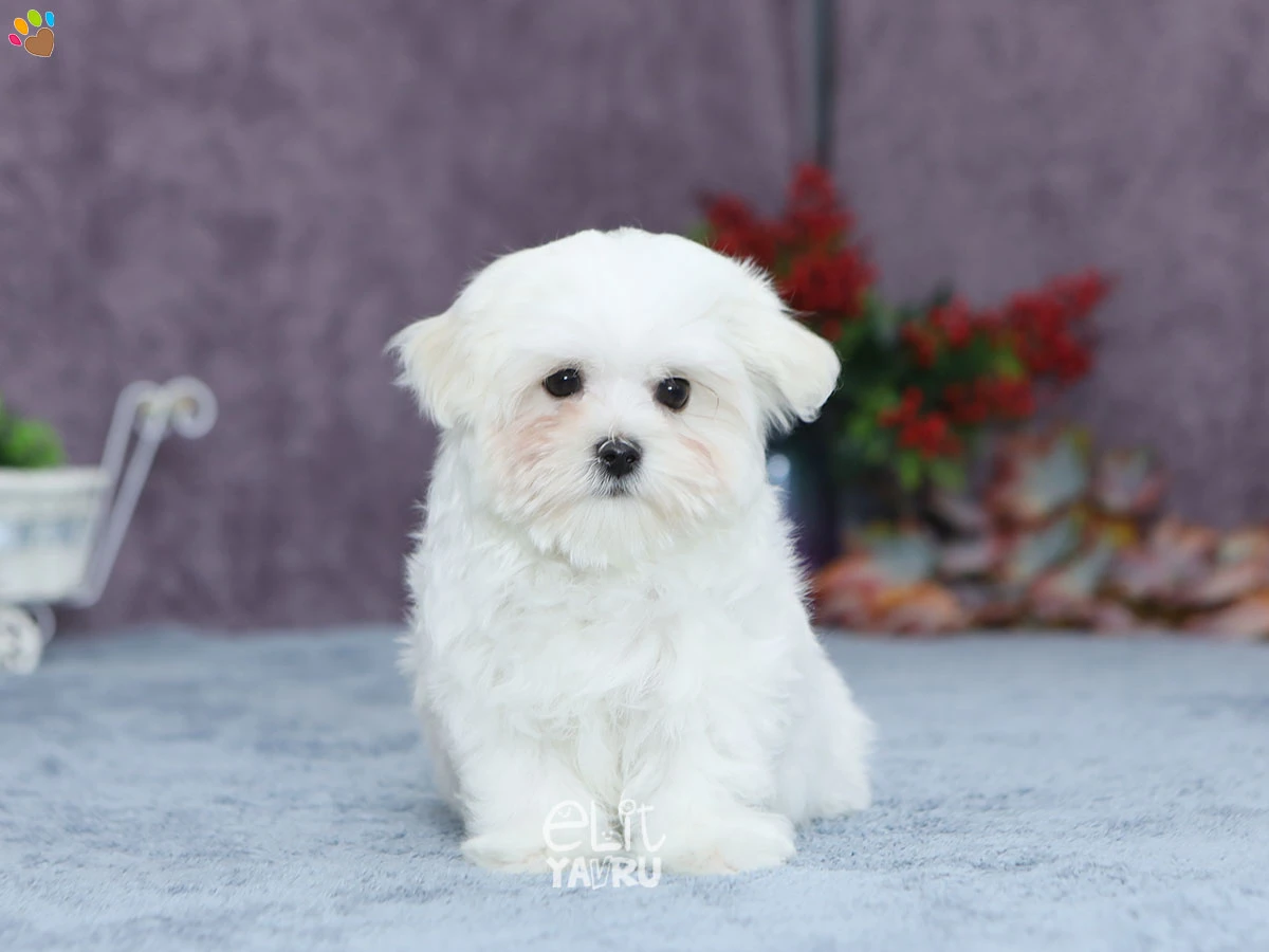 Morkie Dino 4