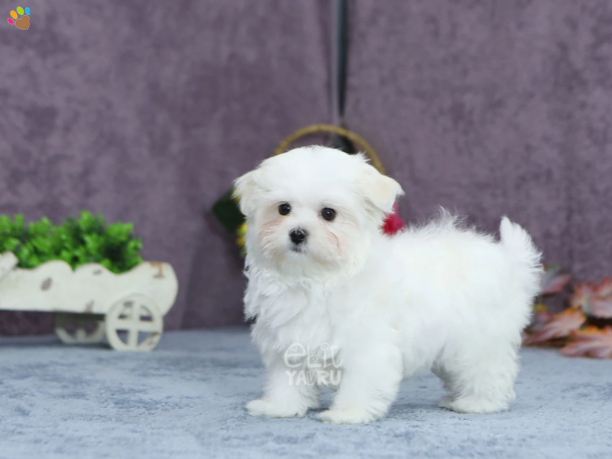Morkie Dino 1