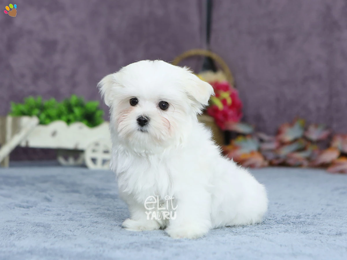 Morkie Dino 2
