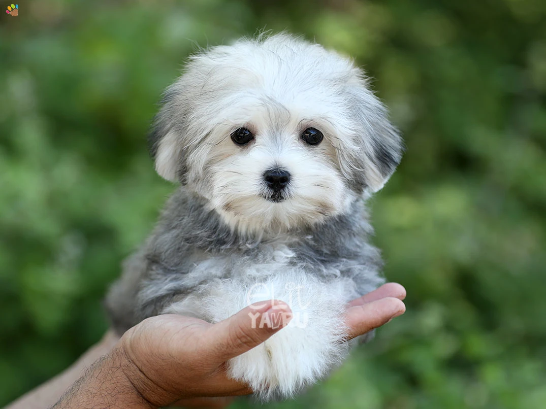Morkie Dolly 2