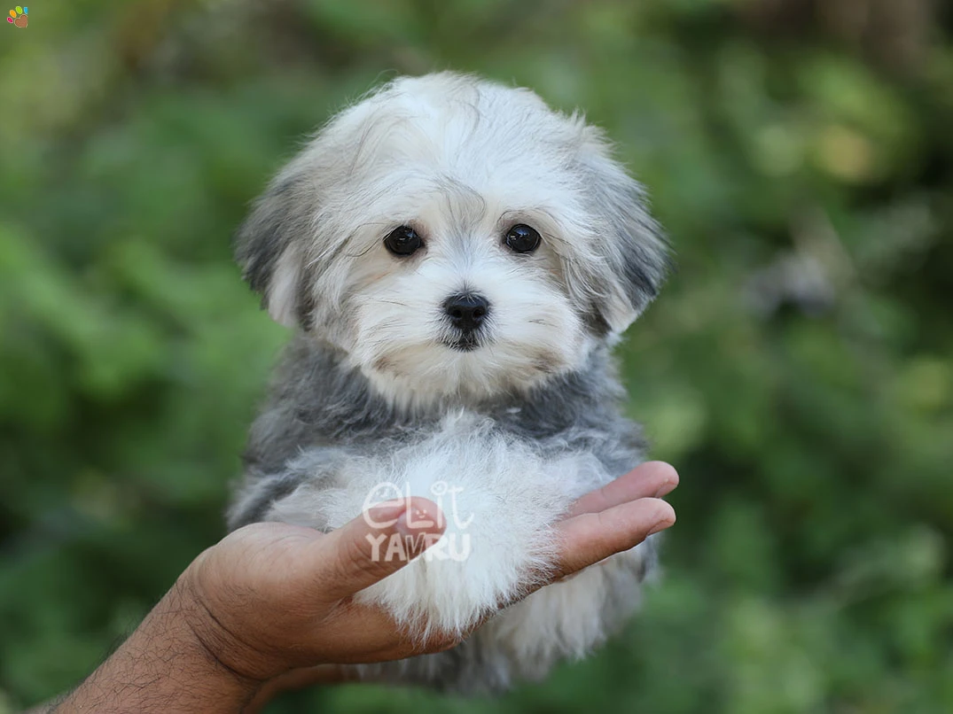 Morkie Dolly