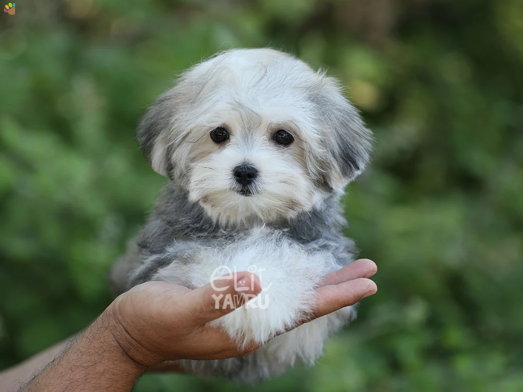 Morkie Dolly 1