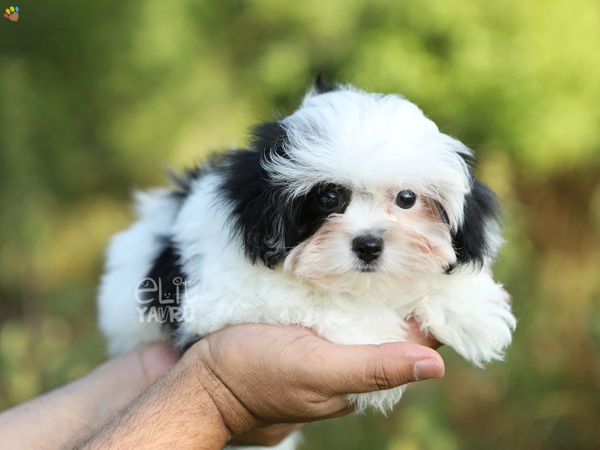 Morkie Emily 3