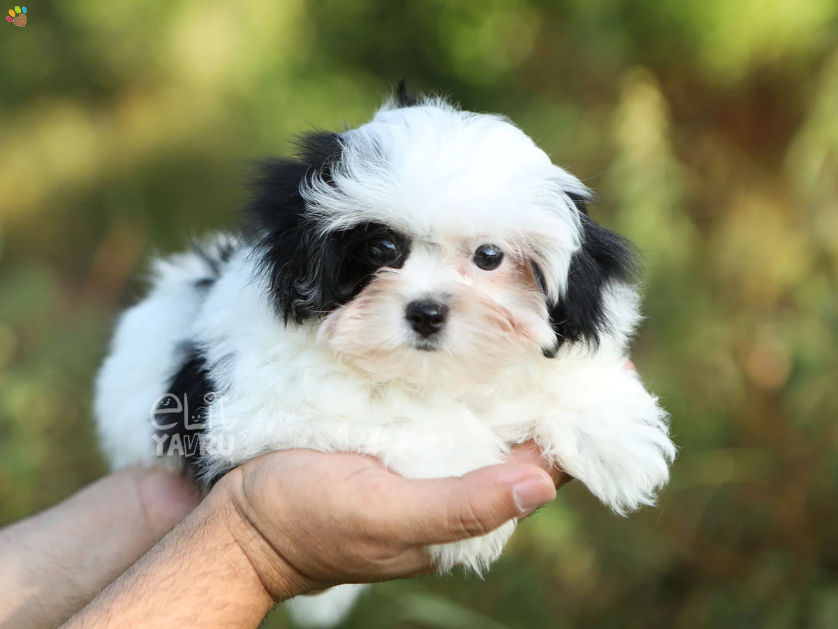 Morkie Emily
