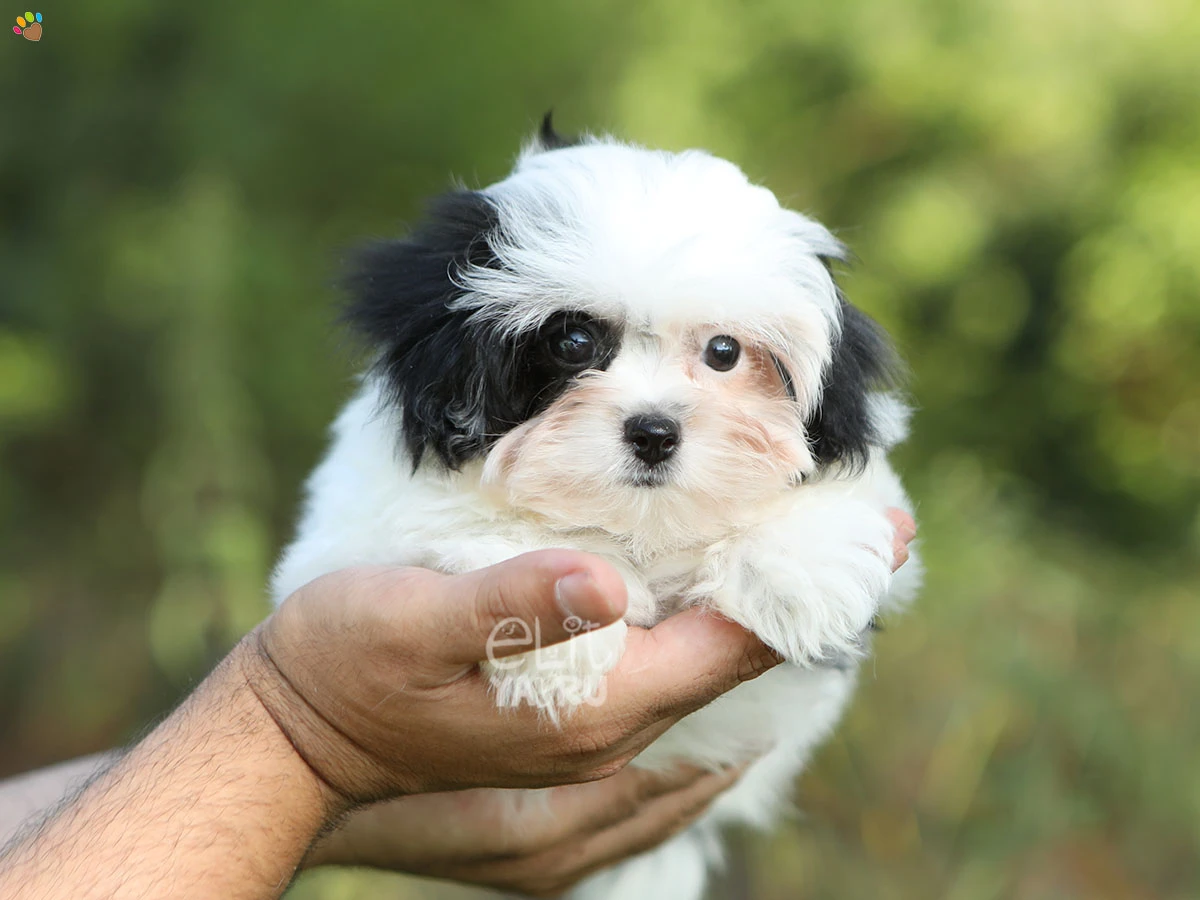 Morkie Emily 2