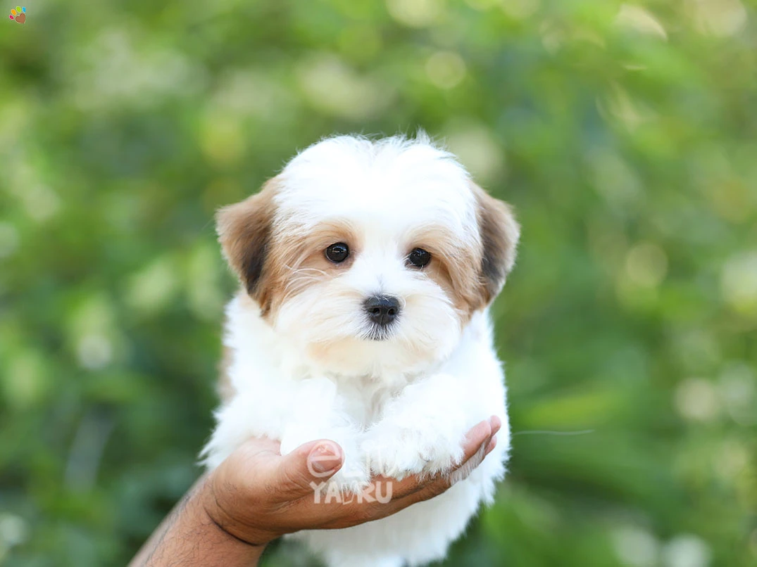 Morkie Eva 2