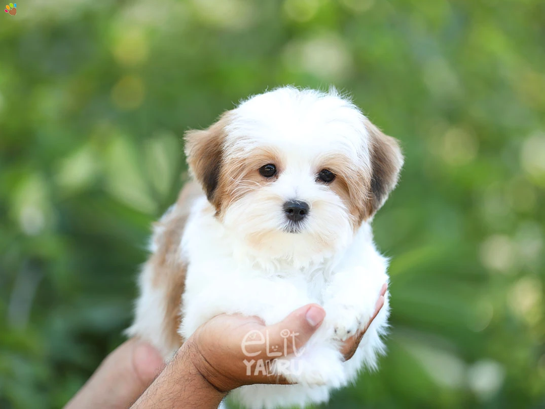 Morkie Eva