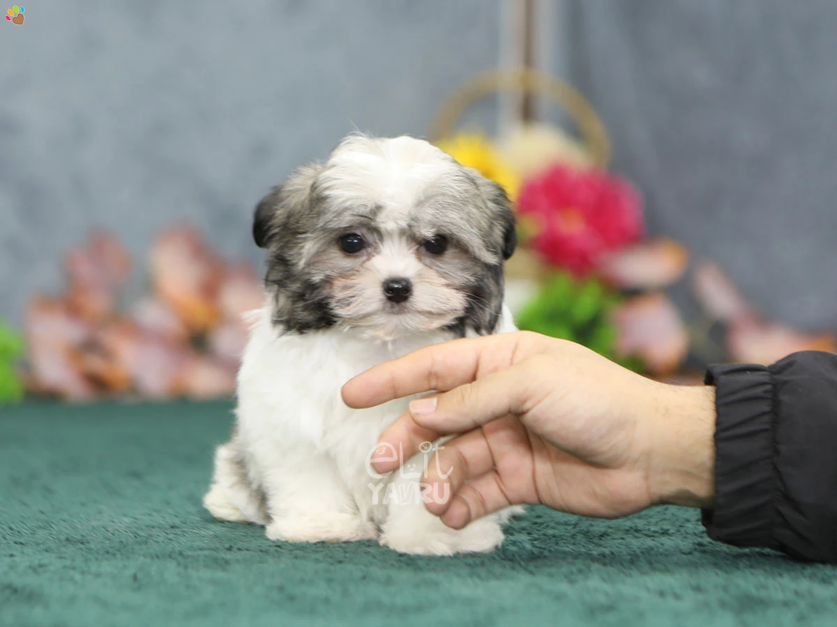 Morkie Felix