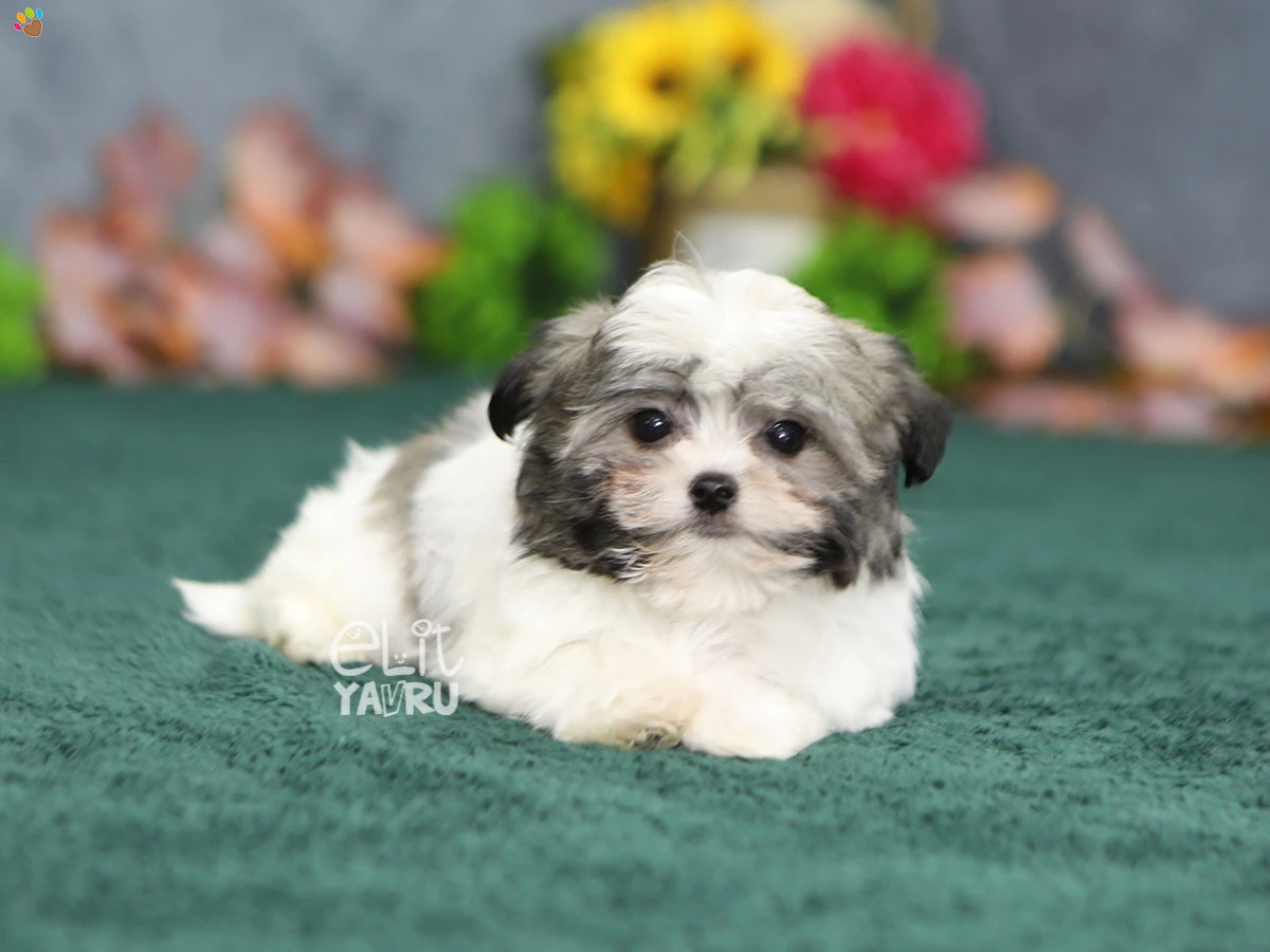 Morkie Felix 1
