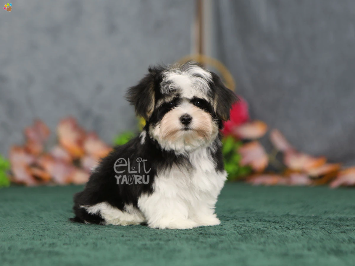 Morkie Fergus