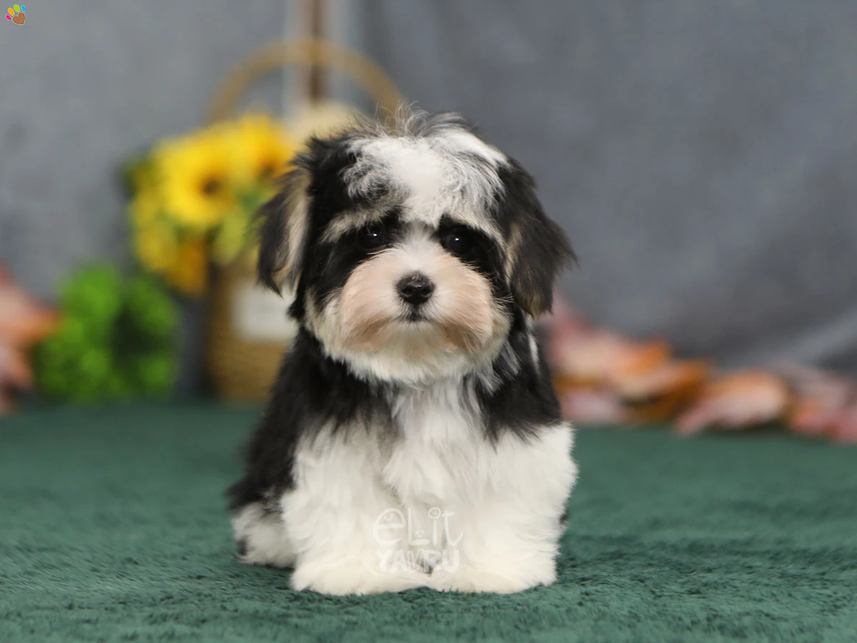 Morkie Fergus 2