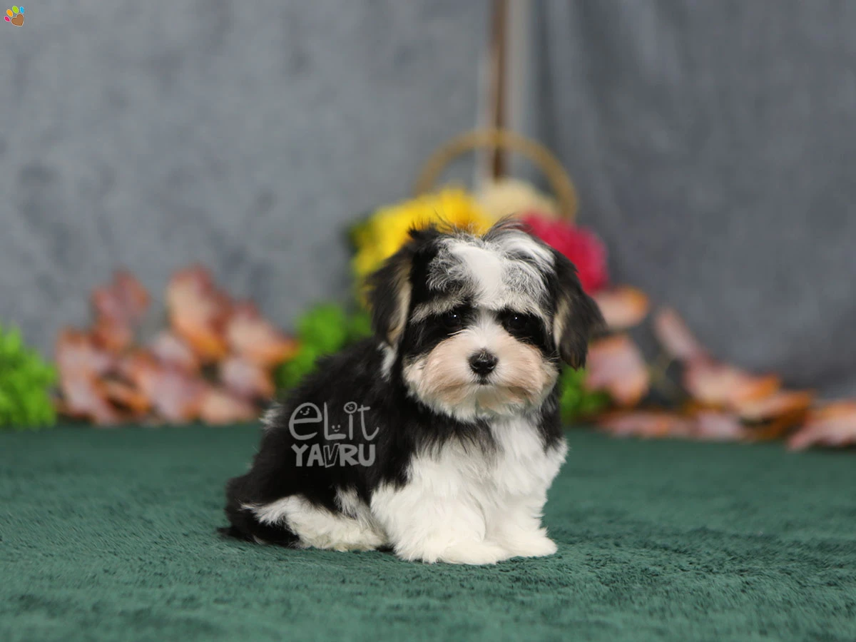 Morkie Fergus 3