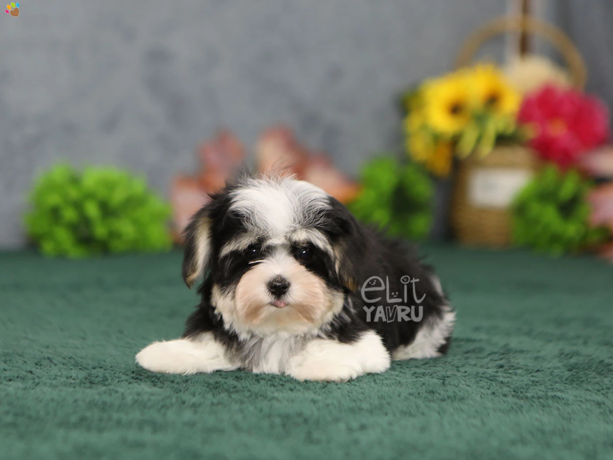 Morkie Fergus 1