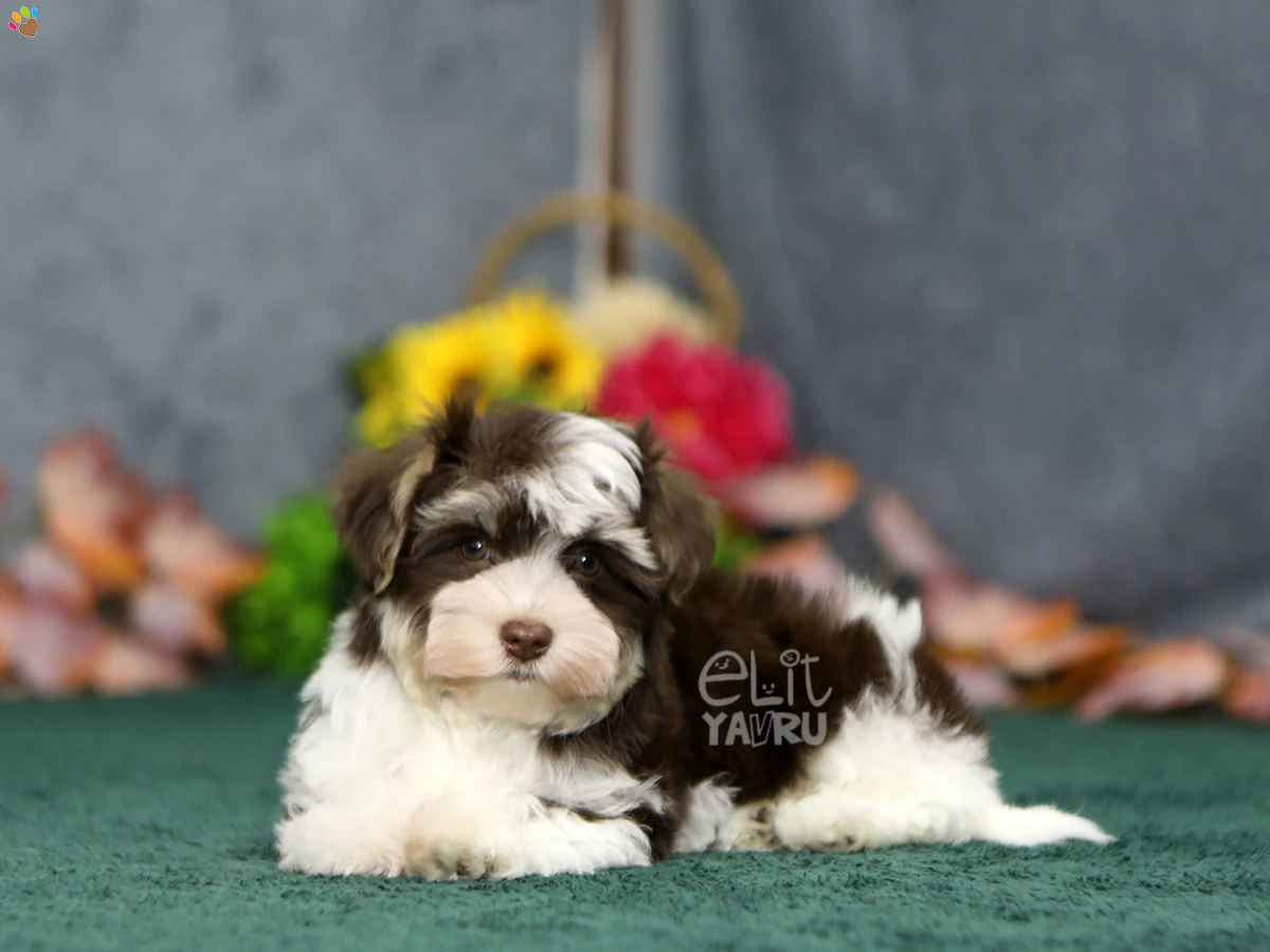 Morkie Frodo