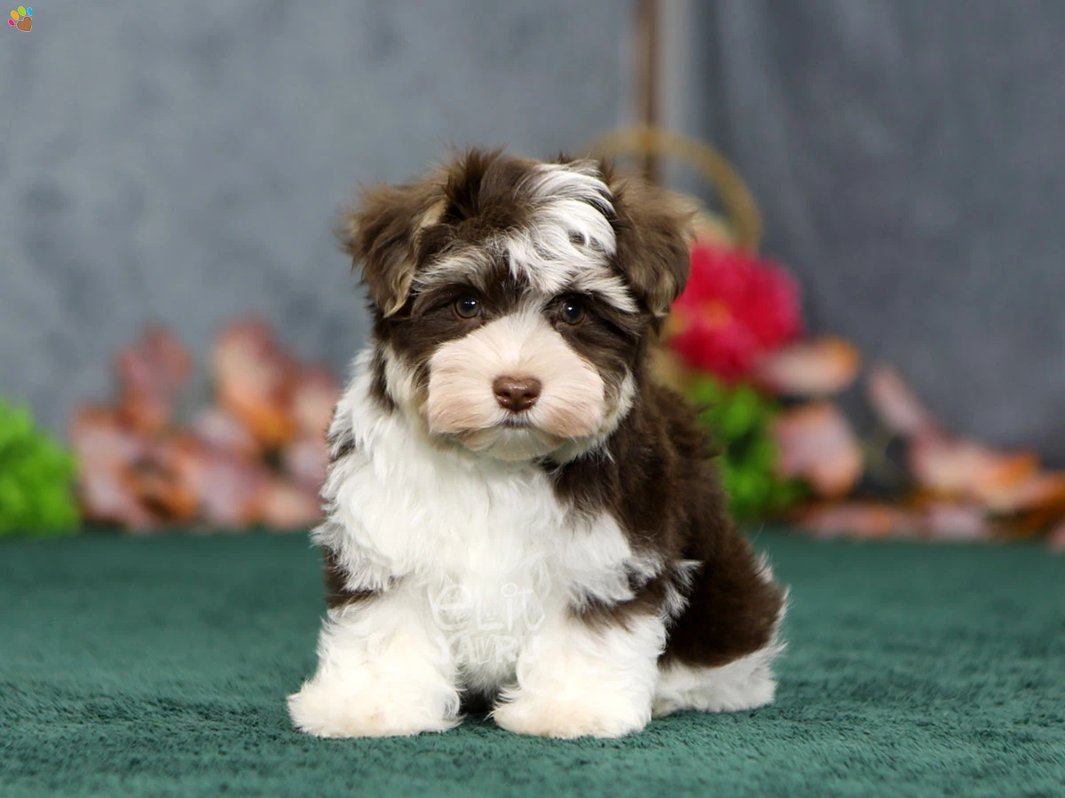 Morkie Frodo 1