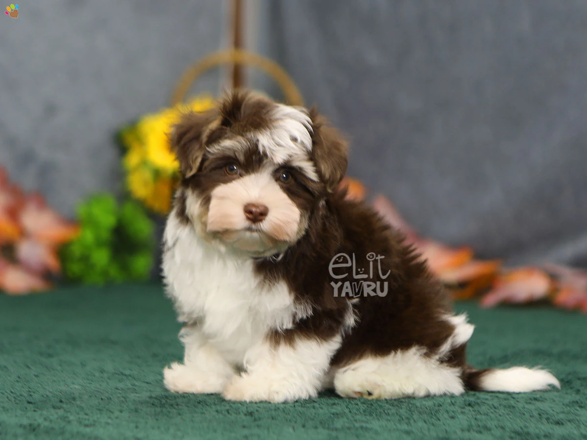 Morkie Frodo 2