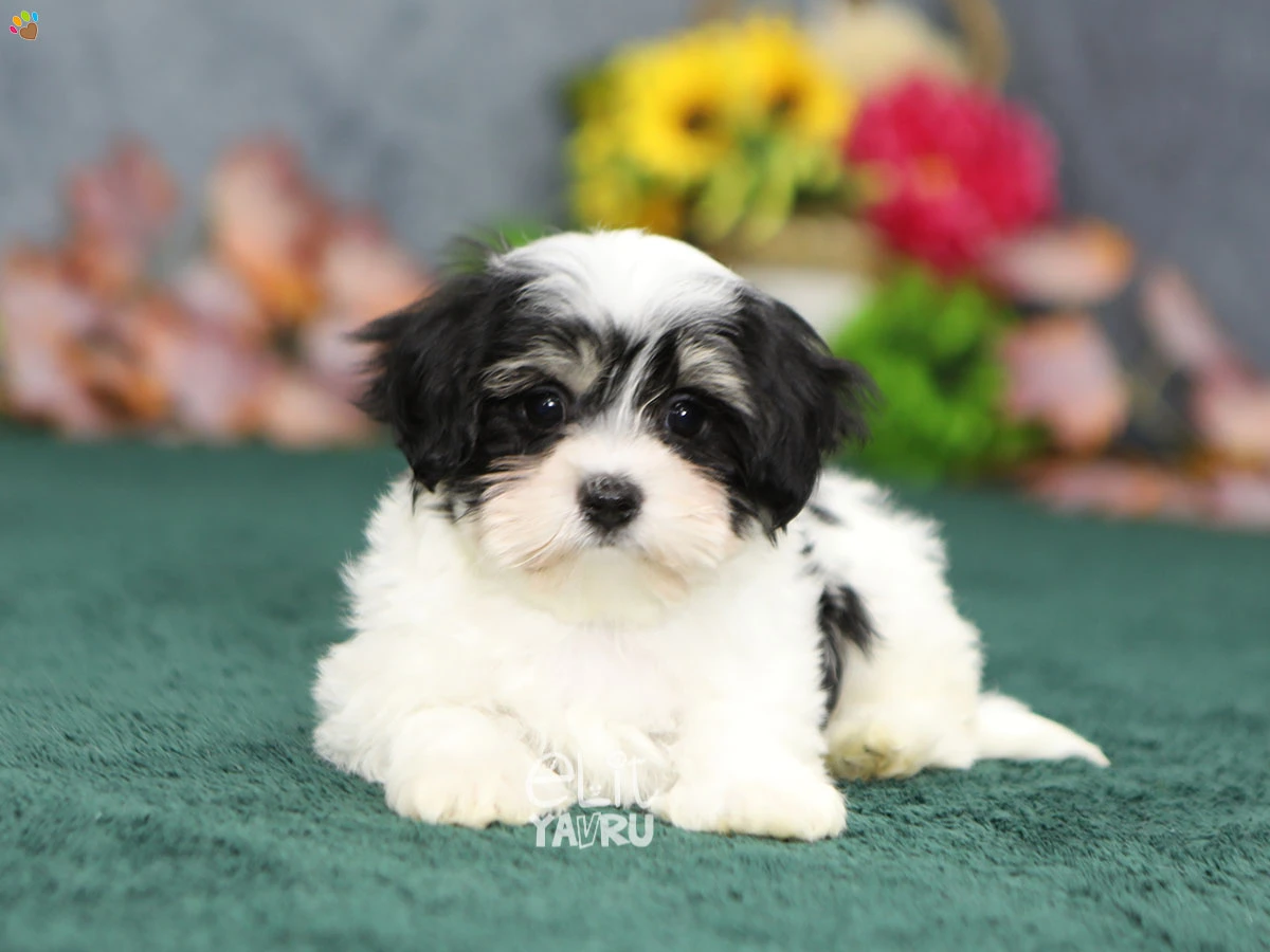 Morkie Gatsby