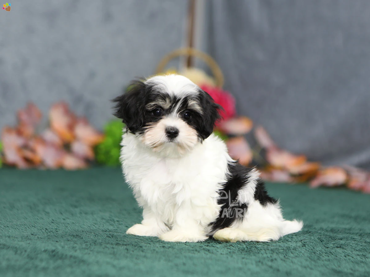 Morkie Gatsby 3