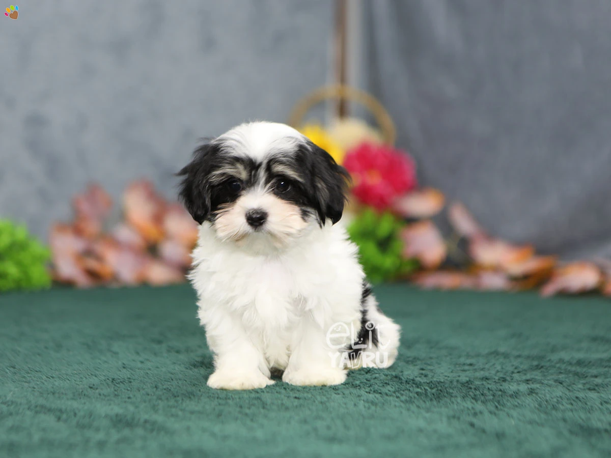 Morkie Gatsby 1
