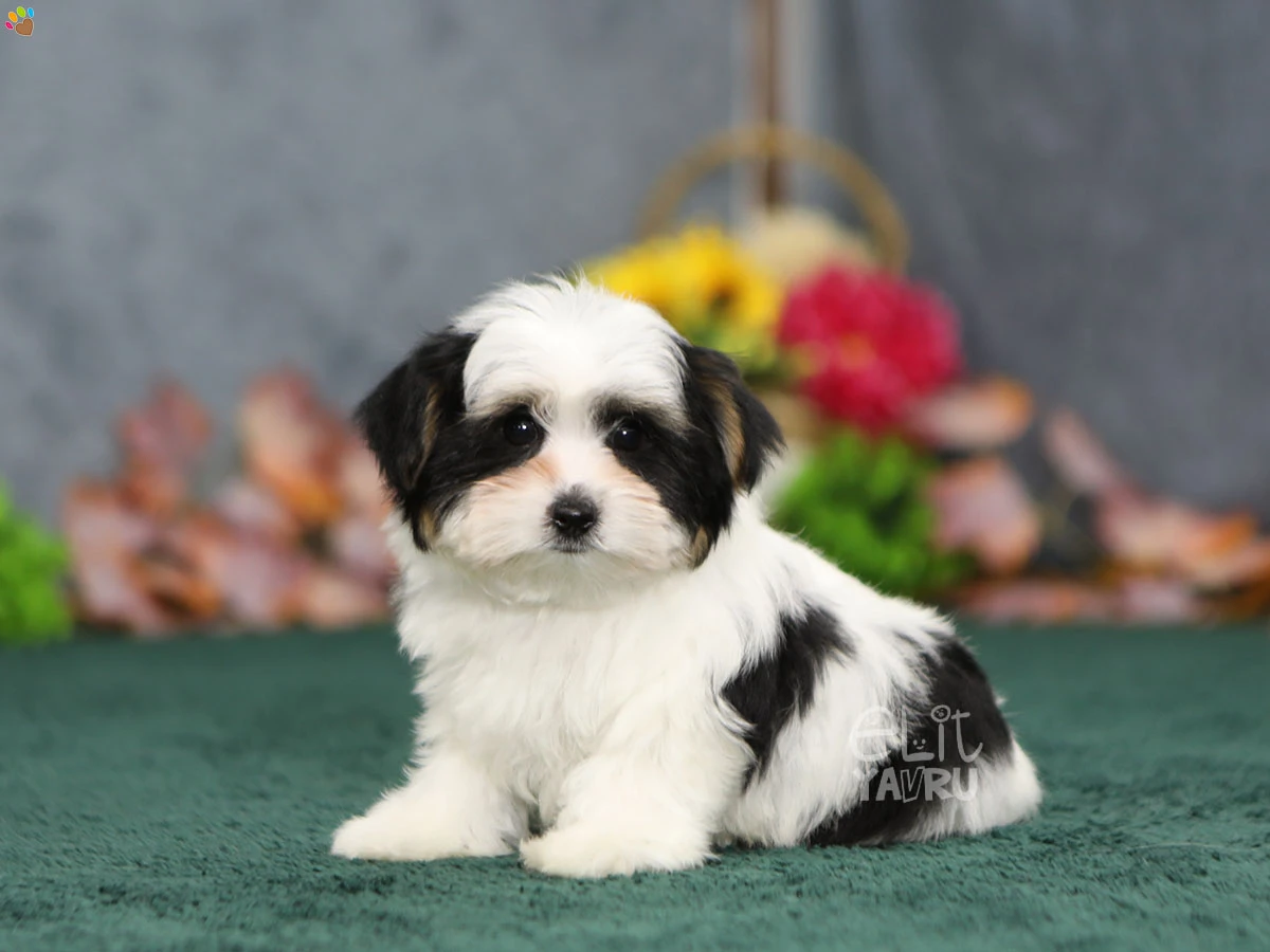 Morkie Gibson