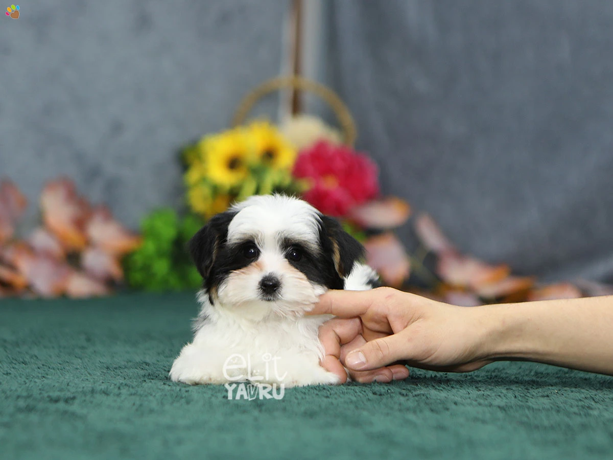 Morkie Gibson 2
