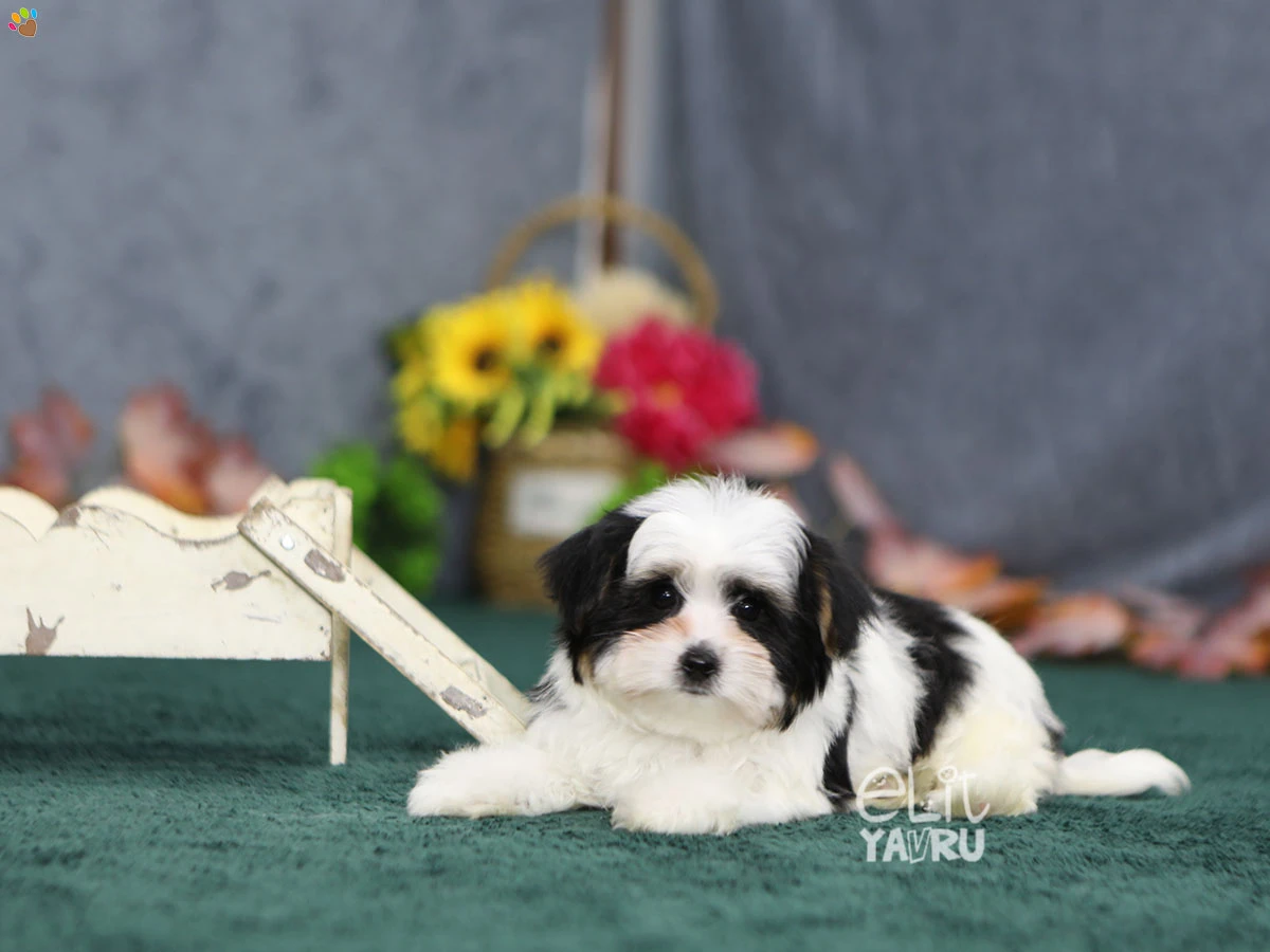 Morkie Gibson 3