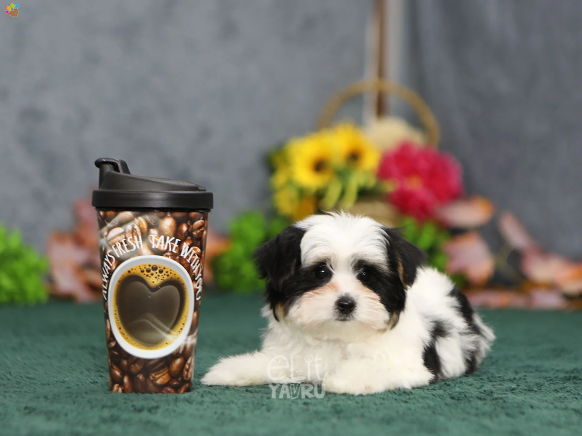 Morkie Gibson 1
