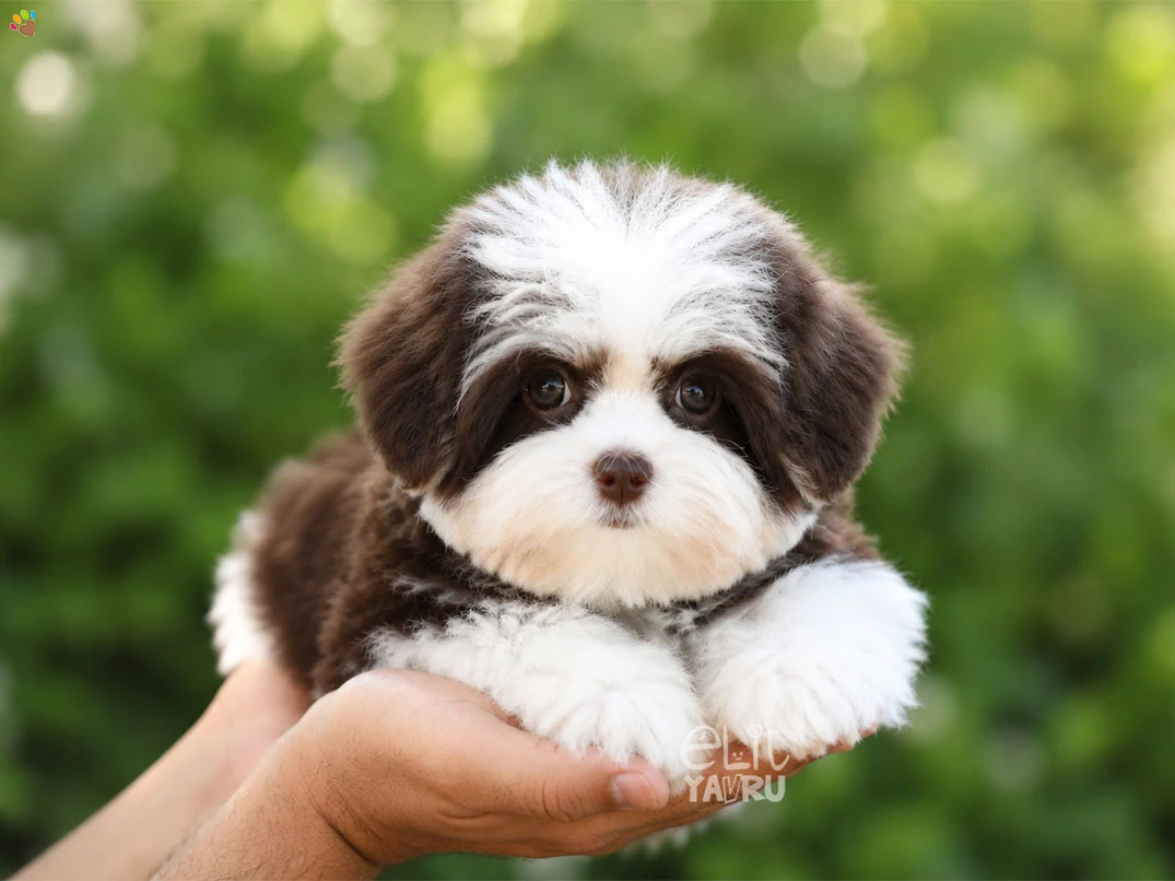 Morkie Gipsy 2