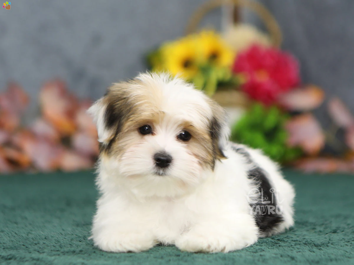 Morkie Gucci