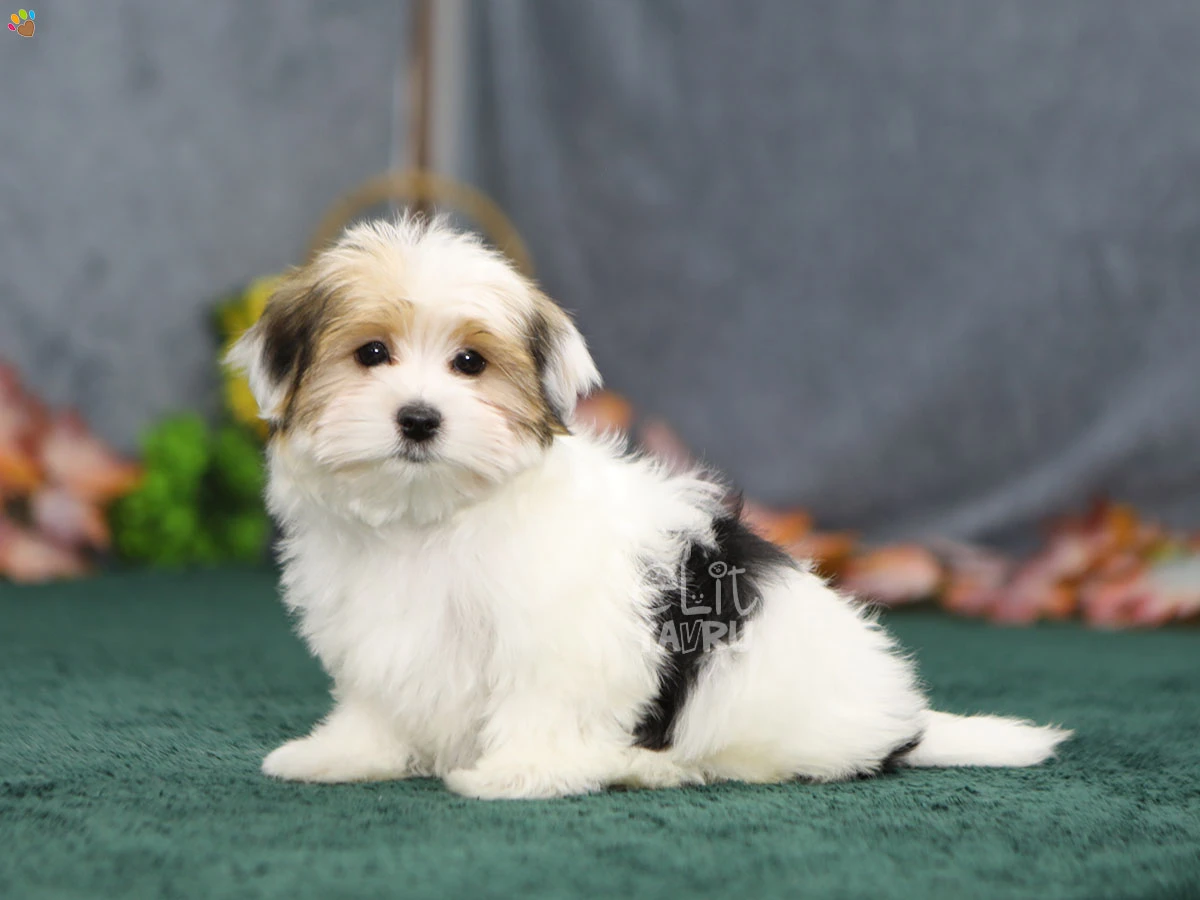Morkie Gucci 3